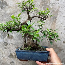 ����ʽ��Ƥ�Ű��������辰̨������Ř��Ϙ����»�Ƥ�Ř��辰ͥԺ