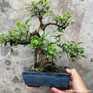 ����ʽ��Ƥ�Ű��������辰̨������Ř��Ϙ����»�Ƥ�Ř��辰ͥԺ