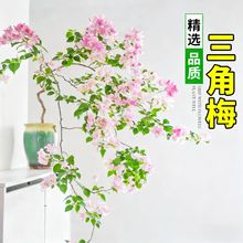三角梅花树苗盆栽带花老桩特大苗漳红樱室内阳台多季开花高端爬藤