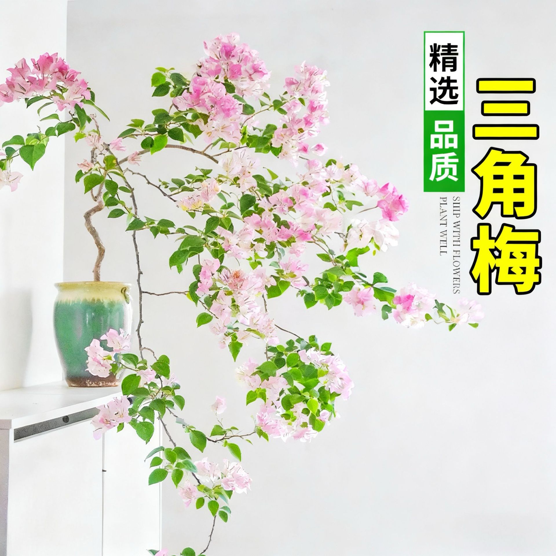Planta de Bugambilia en Maceta