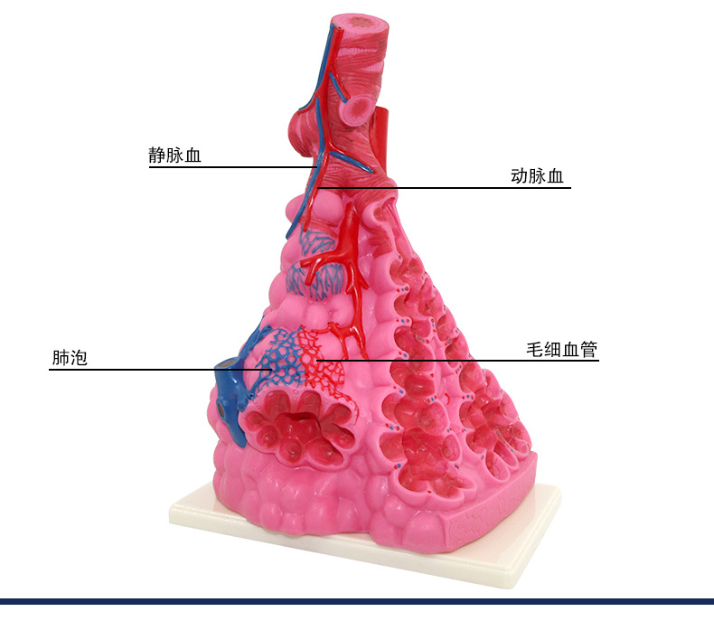 33210肺泡模型_07.jpg
