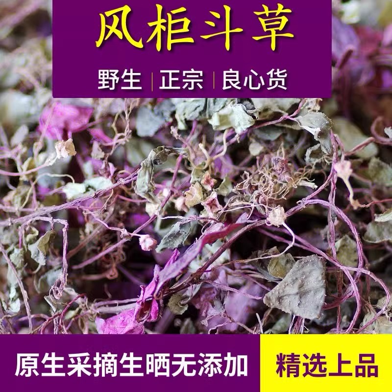 风柜斗草全红野生养生茶清热材福建楮头红风鼓草