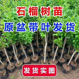 ʯ�����ͻ��˹���ܛ�џo�����Ե����ϱ����Nֲ�ͺ�����Y������