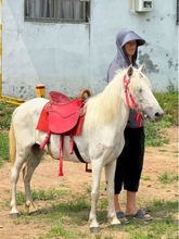 宠物德保矮马设特兰体迷你儿童骑乘宠物小矮马景区观赏小矮马活物