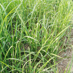 Mottled Miscanthus Seedlings, Water Body Greening and Beautification Ornamental Flower Plants, Perennial Garden Landscape Herbaceous Plants