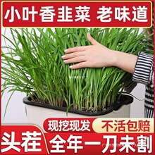 韭菜根紫根盆栽大农家韭菜苗新鲜叶红根小叶四季韭菜根苗宽种现挖