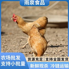 现杀三黄鸡 童子鸡 光鸡 小公鸡 三黄鸡 饭堂鲜光鸡