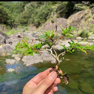 ˮ��÷Ϫ��ˮ��Gֲˮ�ˮ�������~��ԭ���쾰ֲ���҃��Ϙ�����