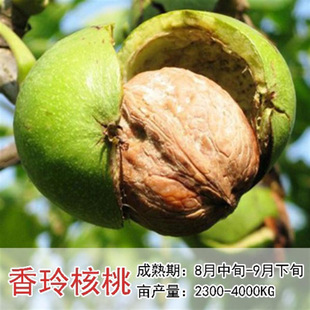 ����9818���Ҙ���8518ɽ�����籡Ƥ���Ҙ����Ϸ������Nֲ����