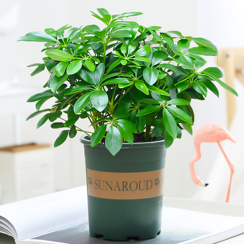 바팡라이카이 4그루(갤런 화분) + 영양액