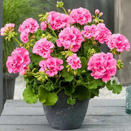 重瓣天竺葵花种子大花四季开花不断洋绣球苗室内阳台好养的花卉种