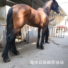 伊犁馬 半血馬哪個品種便宜好飼養 肉馬蒙古馬教學馬