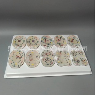 Meiosis model 10 parts biological genetics chromosome division animal cell meiosis model