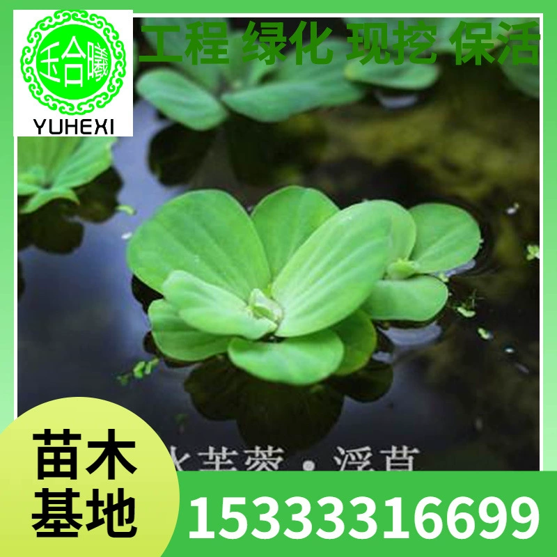 Оптовые поставки водных гидропонных растений, рассады водного гиацинта, водной капусты, для озеленения болотных прудов, скидки на большие объемы