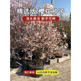 Tree Seeds Wood Courtyard North and South Planting Potted Large Green Landscape Saplings Outdoor Florals Morning and Evening