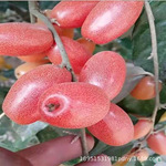 羊奶果苗嫁接德甜二号大果胡颓子树苗羊巴奶黑瞎子果南北种植果树