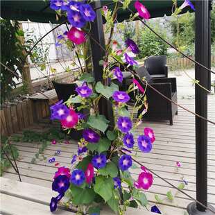 ��ţ���N���������Ȼ��N�Ӵ����׷N�׻�N�����ļ��N�_������