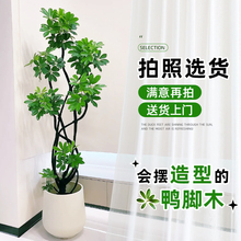 造型鸭脚木客厅大盆栽鸭掌木鹅掌柴室内绿植大型四季常青真花批发