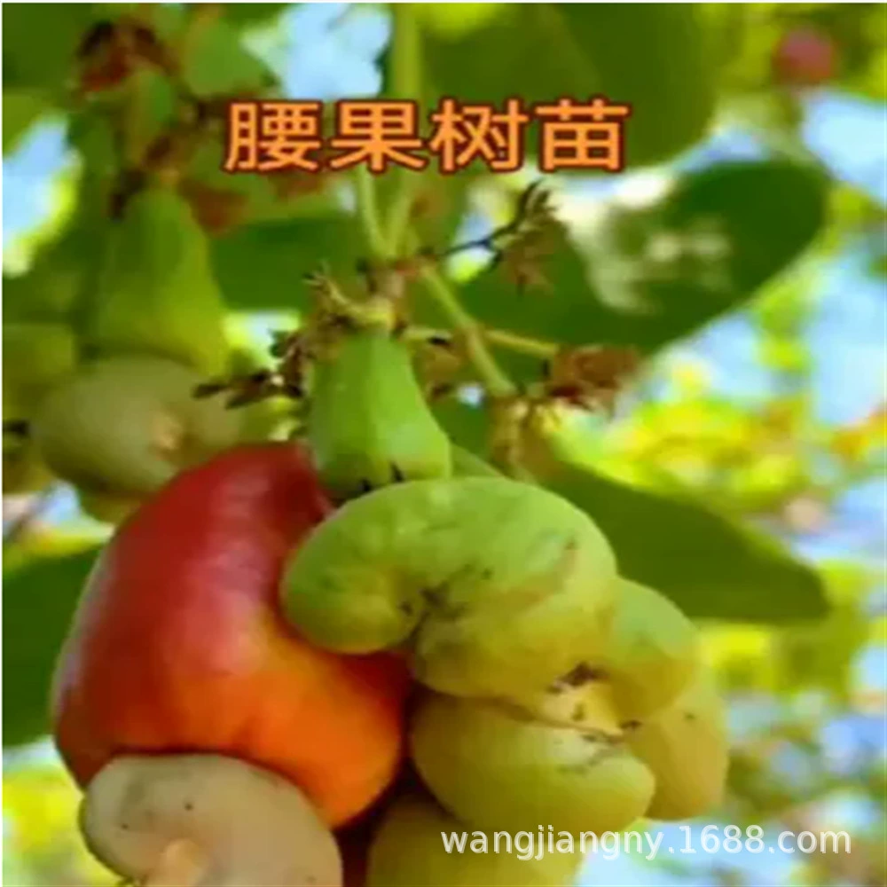 Плодовые рассады кешью посажены в горшках на севере Южного Китая