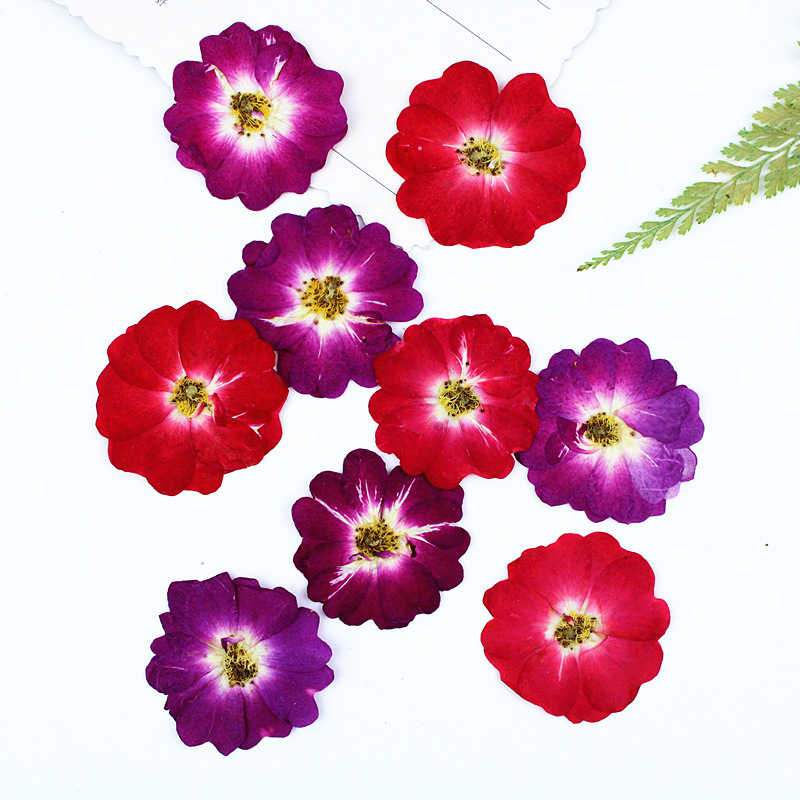 Corazón rosa rosa flor seca material diy relieve al por mayor espécimen de planta flor real decoración de marcos de fotos