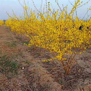 �������l������ľ�B�N���� ���^�쾰��·�@�ֹ��̾G��������Gֲ