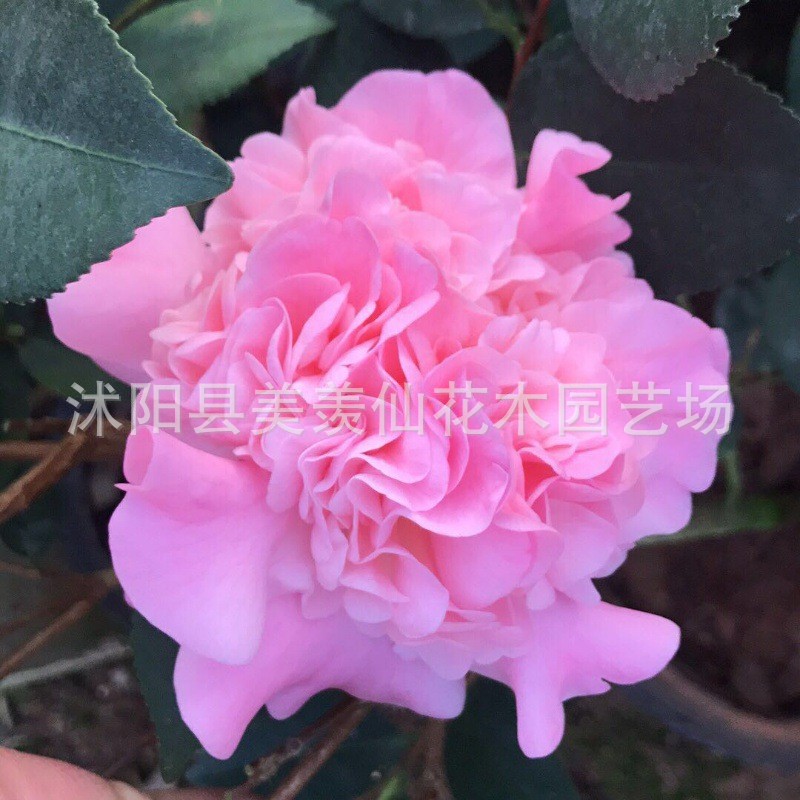 Las plantas en macetas de semillas de camelia se pueden sembrar en cuatro estaciones, 24 colores opcionales, 5 rosas Sai