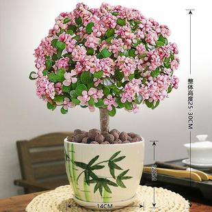 Golden Branches and Jade Leaves Old Stump Potted Succulents Indoor Flowers Drought-Tolerant Easy to Care for Lazy People Lollipop Shape
