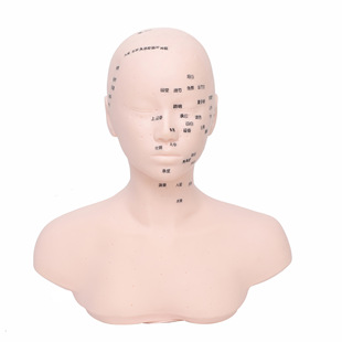Head model massage head model beauty salon dummy head model face carving acupuncture point massage technique practice model head