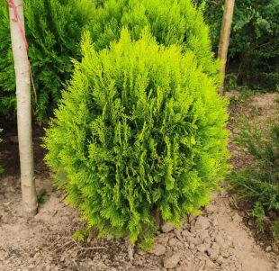 Dropshipping of Golden Pine Saplings, Pine and Cypress Seedlings, Potted Plants, Ground Planting, Courtyard Road Greening Plants, Golden Pine Saplings