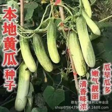 本地黄瓜种子压塌架老品种改良旱黄瓜种籽春秋季农家田园蔬菜种子
