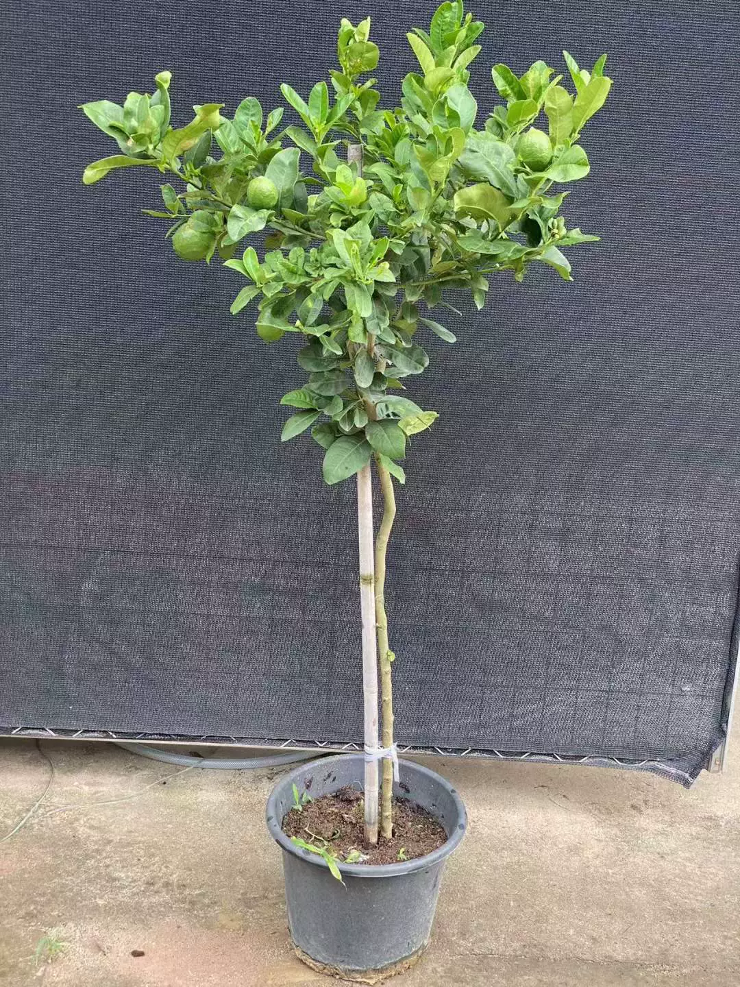 [Базовые прямые поставки] Листва Растения, Цветы, Комнатные растения, Зеленые растения, Чистый красный леденец, Лимонное дерево