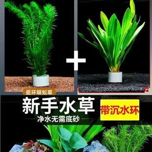 ����Źڻʹ������ˮ�ݺ��B�ͻ���ˮ�ݻ��wֲ���F�ʹ��~�׻�ֲ��