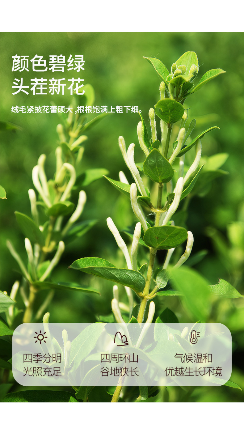 Honeysuckle Flower Tea Jin Yin Hua 80g Can Dried Herbal Tea for Daily Brewing quality and texture