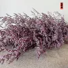 Light purple red