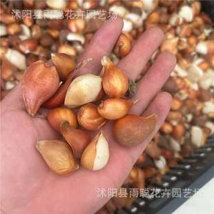 ���羳��؛��Փ������������N��Nѿ����ˮ���҃���Nֲ������С