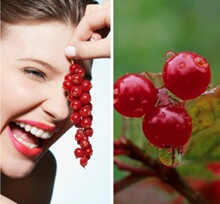 ʳ����Խݮ�㾫  ʳƷ����Խݮ���ӄ� ˮ���������ǹ�����1KG