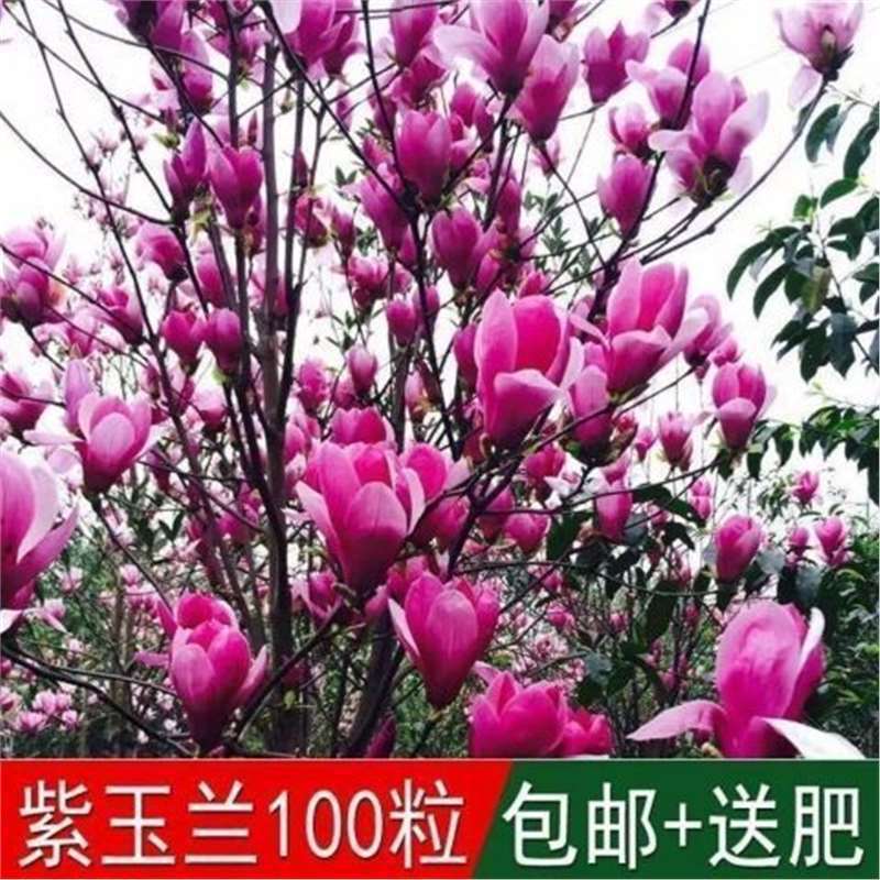 玉兰树种子白玉兰种子紫玉兰种子广玉兰种子黄玉兰辛夷玉兰种子