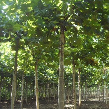 树苗法国梧桐小苗法桐树行道树悬铃木绿化行道风景树乔木乔木法桐