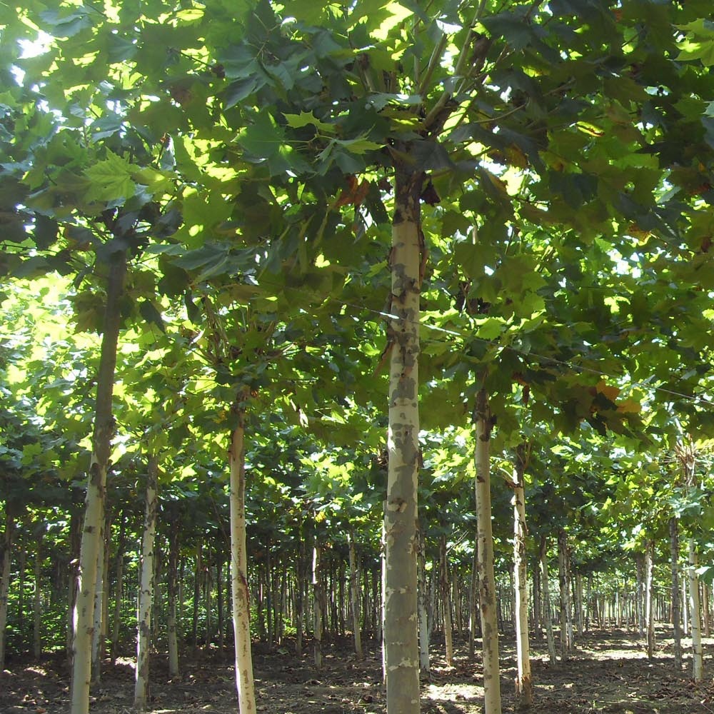 树苗法国梧桐小苗法桐树行道树悬铃木绿化行道风景树乔木乔木法桐