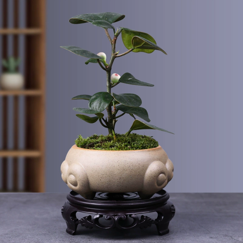 Xiaopan Бодхи в горшечном офисе