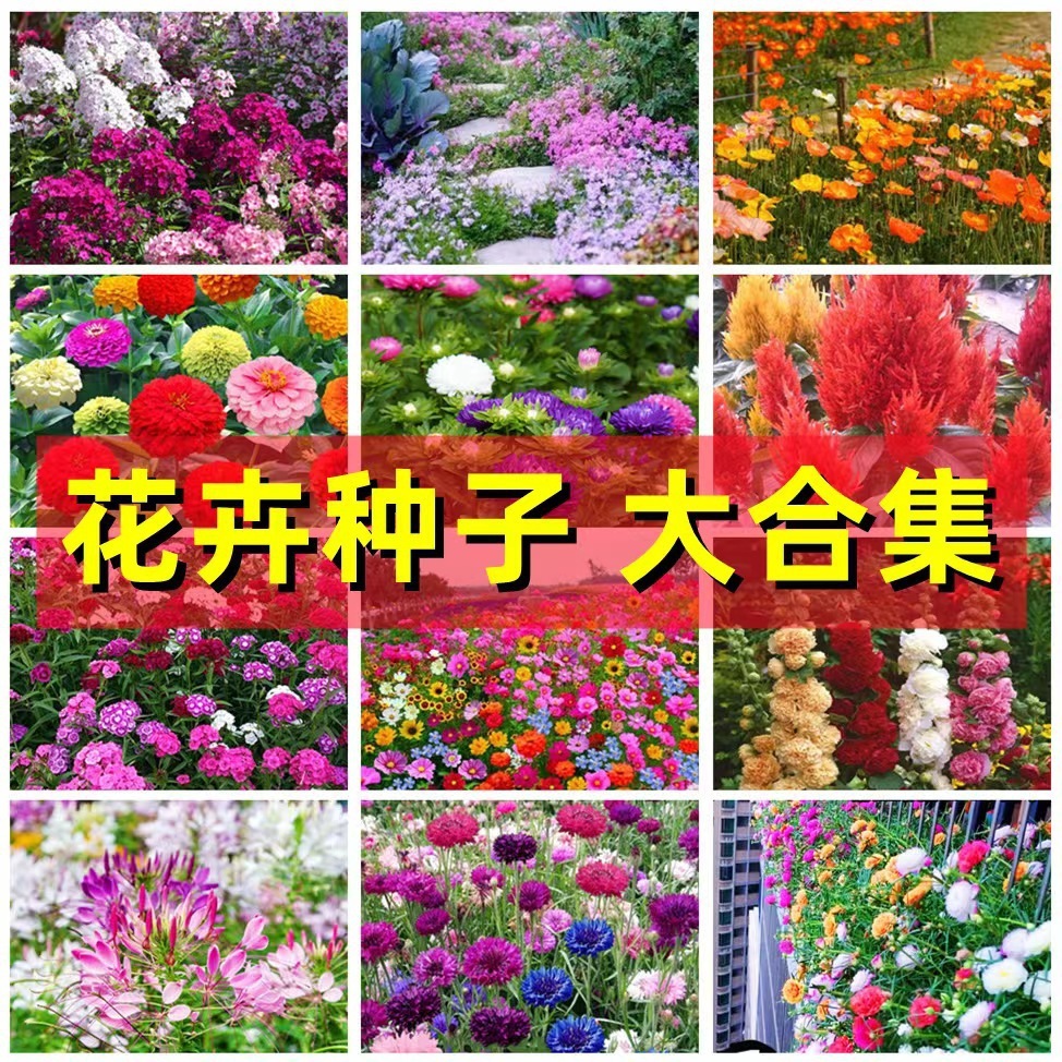 重瓣太阳花波斯菊百日草籽野花组合花种原装四季蔬菜花卉种子大全