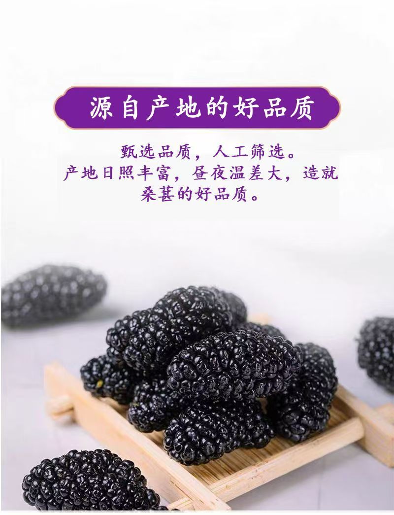 Dried Mulberry Fruit Sang Shen Zi 180g Jar Ready to Eat Snack for Daily Herbal Tea and Wellness quality and texture
