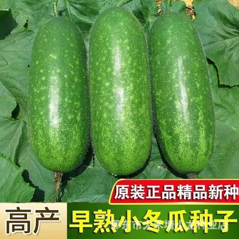 Early maturing small wax gourd seeds hairy wax gourd small section gourd mini fruit wax gourd seeds high yield four seasons sowing vegetable seeds