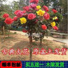 �䘶�¼�������������¼��������Ի���ֲ��ͥԺ
