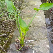 ���۸��ˮ��ֲ�� ���~��  ��ع��@�G�� �a��ֱ�l