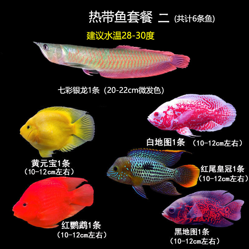 热带鱼套餐中大型银龙地图招财皇冠红黄鹦鹉鱼观赏鱼风水