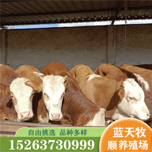 西门塔尔牛肉牛犊养殖场四川地区适合养殖改良牛五元杂交牛价格
