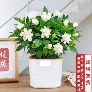 �����Gֲ�d�ӻ����Ի����ļ��_��ֲ���҃ȿ͏d���Ҕ[�����B�b�