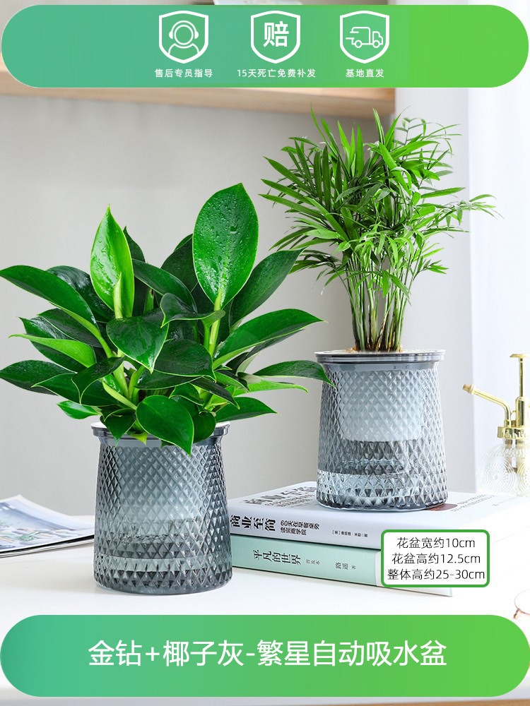 골든 다이아몬드 + 코코넛(별 2개) + 영양액