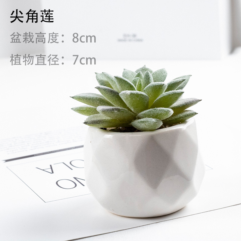 뾰족한 연꽃 + 세라믹 분지